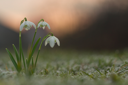 Galanthus nivalis f. flore pleno flowers spring, white snowdrop flower with abstract bokeh backgroundの写真素材