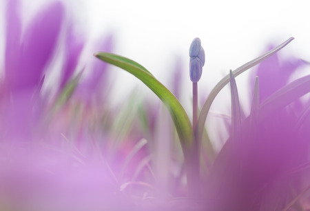 Beautiful macro photo of wildgrowing scilla in purple naturals colorsの写真素材