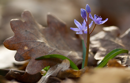 View of magic blooming spring  snowdrop flower growing from old oak leaves in wildlife. Beautiful macro photo of wildgrowing scilla in springの写真素材