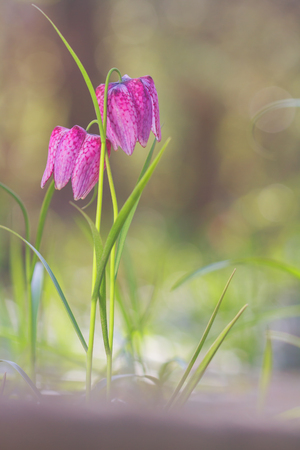 Amazing blooming of wold spring flowers in deep forest in wild. View of blooming spring flowers of fritillaria meleagris in natureの写真素材