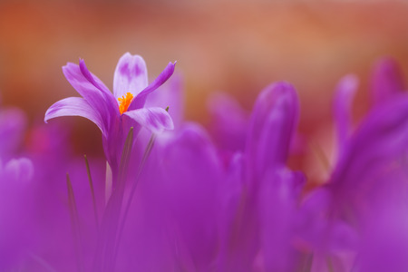 View of magic blooming spring flowers crocus growing  in wildlife. Beautiful macro photo of wildgrowing crocusの写真素材
