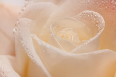 Single soft rose flower with dew drops close upの写真素材