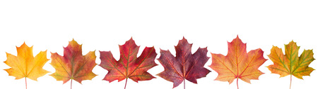 Ð¡ollection beautiful colorful autumn leaves isolated on white background