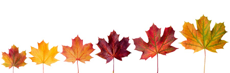 ?ollection beautiful colorful autumn leaves isolated on white backgroundの写真素材