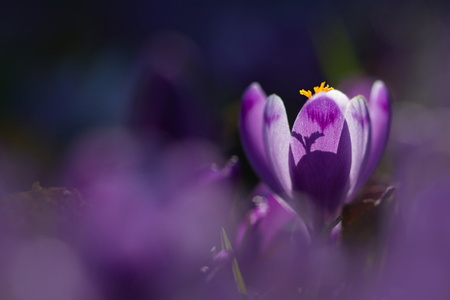 Amazing sunlight on spring flower crocus. Blooming spring flowers crocus growing in wildlife. Majestic sunbeams on spring flower crocusの写真素材