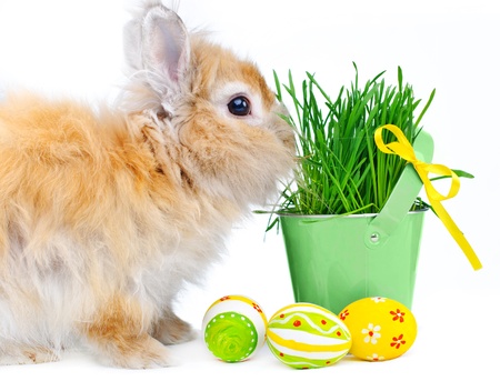 Bunny with Easter eggs 