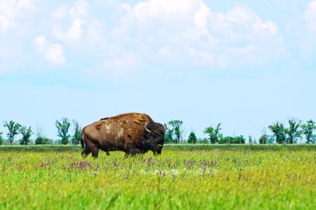 Bison in the green of spring steppeの写真素材