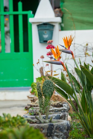 Beautiful Strelitzia Flowerの写真素材