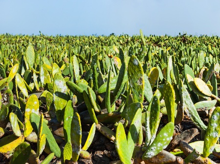 green cactus field