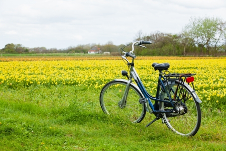 Bicycle from Holland at the flower fields in the Netherlandsの写真素材