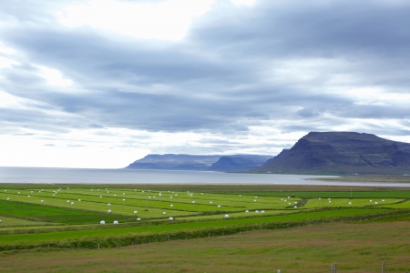 Hay bales in white plastic on the meadow  Icelandの写真素材