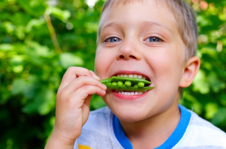 Close-up portrait of handsome little boy eating green Peas in gardenの写真素材
