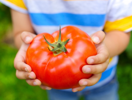 Young boy hand holding organic green natural healthy food produce tomatoesの写真素材