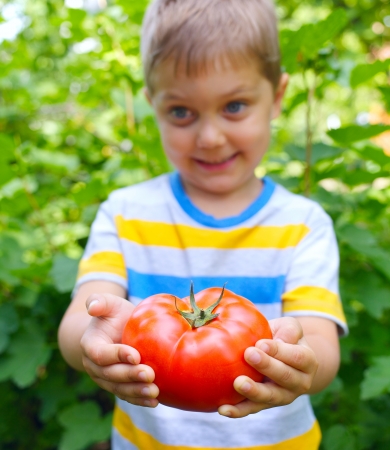 Handsome little boy holding tomato in green garden  Focus of the tomato の写真素材