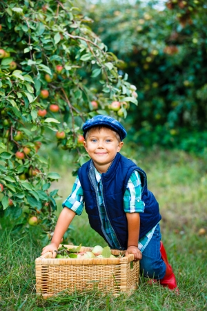 Harvesting apples  Cute little boy helping in the garden and picking apples in the basket の写真素材