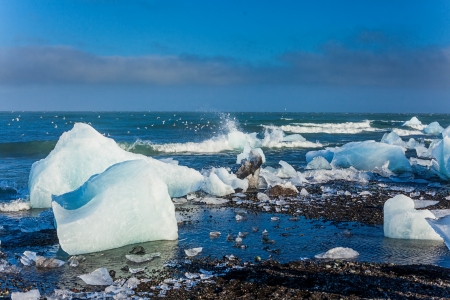 Beautiful beach in the South of Iceland with a black lava sand is full of icebergs from glaciers not...