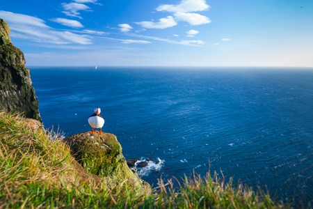 Puffin standing on a grassy cliff, sea as background, Latrabjarg north Icelandの写真素材