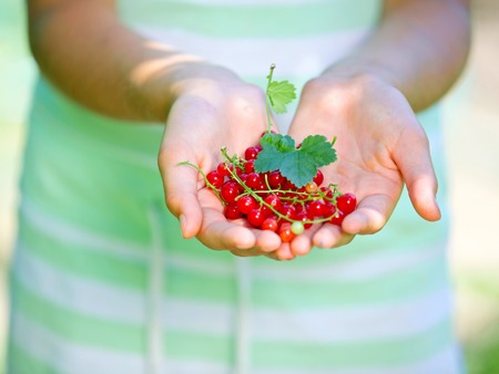 Girl s hands with ripe fresh redcurrant closeup 