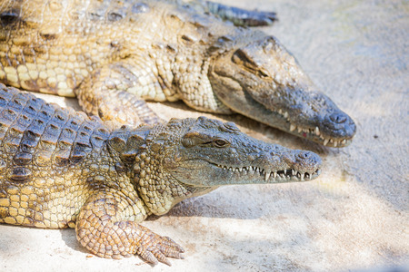 Crocodiles in a farmの写真素材