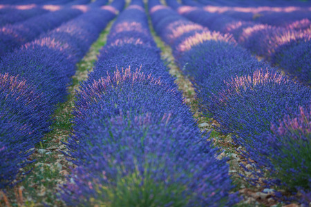 Lavanda fields of the French Provence near Valensole