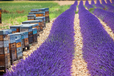 Bee hives on lavender fields, near Valensole, Provence. France. Famous, popular destination and place for tourists for making vacations in summer.の写真素材