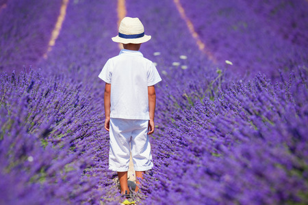 Back view of cute little boy in the lavander fields in Valensole. Provence, France.の写真素材