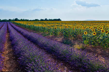 Beautiful sunflowers and lavender fields, Provence, Franceの写真素材