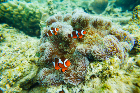 Sea anemone and clown fish. Underwater shoot.の写真素材