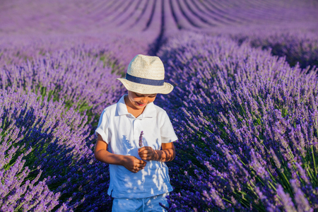Happy baby boy in lavender summer field near Valensole. Provence, France.の写真素材