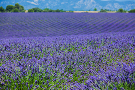Lavanda fields of the French Provence near Valensoleの写真素材