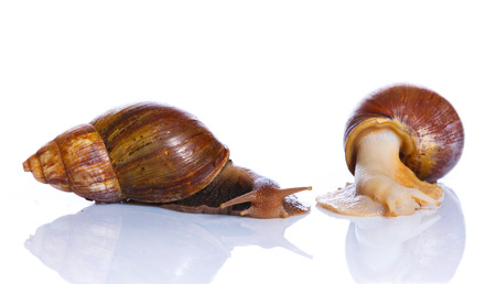 Two garden snails isolated on white background.の写真素材