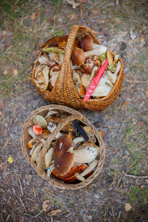 Baskets full of various kinds of mushrooms in a forestの写真素材