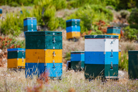 Colorful beehives in a field with trees in Greece