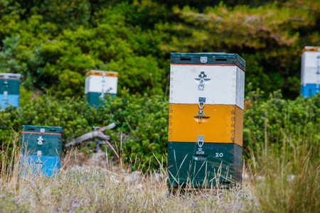 Colorful beehives in a field with trees in Greeceの写真素材