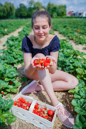 Girl eating and picking strawberry in a fieldの写真素材