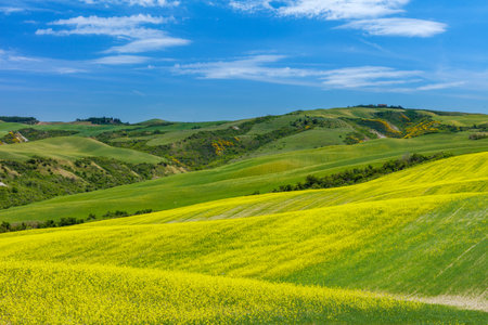 Tuscany. Landscape view, hills and meadow, Italyの写真素材