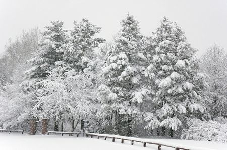 Fresh snow on the trees at the park.の写真素材