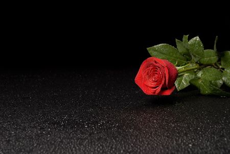 Wet Rose Ad series, rose on right side for text.の写真素材