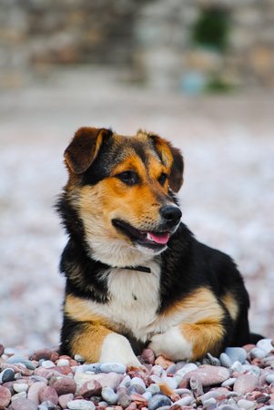 A hungry dog looking into the distance in search of foodの写真素材