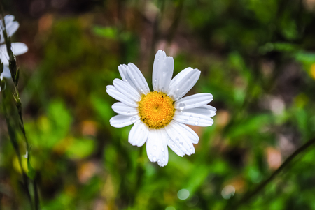 Beautiful flowers is always a holidayの写真素材