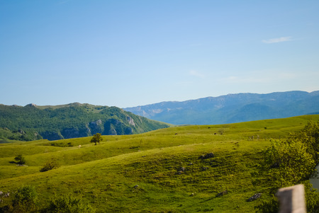 North of Montenegro, the territory of the reserve Zabljakの写真素材