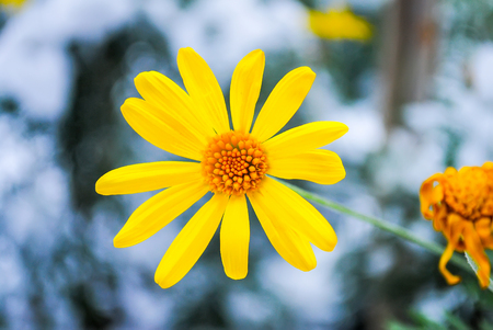 Frozen flower in the snow in the Dolmabahce palaceの写真素材