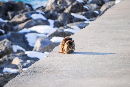 lonely cat is waiting for fishermen on the shoreの写真素材