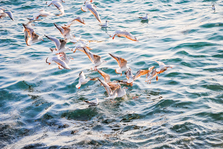 gulls fishing near the shore of the Bosporus. Turkey, Istanbul.