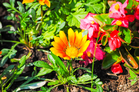 red flowers in the flowerbeds of St. Petersburgの写真素材