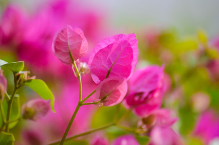 what flowers grow on the beaches of Egypt?の写真素材