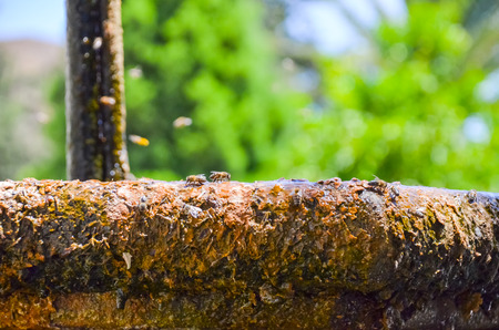 bee drinking water at a fountain in the summer during a heat waveの写真素材