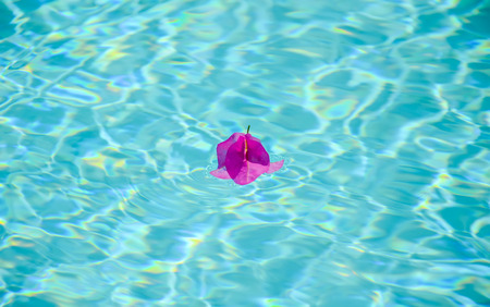 Purple bougainvillea flower at the surface of the pool.の写真素材