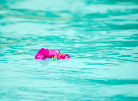Purple bougainvillea flower at the surface of the pool.の写真素材