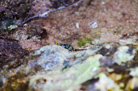 Crab sitting on the rocky shore of the Red Sea. Egypt, Sharm El Sheikh.